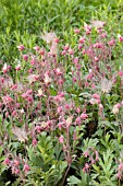 GEUM TRIFLORUM