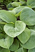 HOSTA BIG DADDY