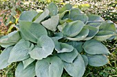 HOSTA BLUE ANGEL