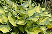 HOSTA JUNE