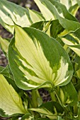 HOSTA WHIRLWIND