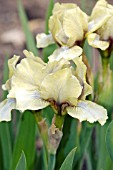 IRIS PUMILA MRS. NATE RUDOLPH