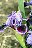 IRIS PUMILA RAZZLE DAZZLE