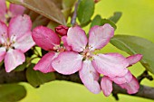 MALUS CENTURION CRABAPPLE