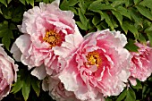 PAEONIA SUFFRUTICOSA YAE ZAKURA