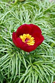 PAEONIA TENUIFOLIA