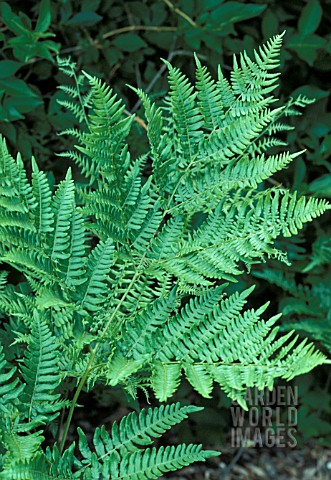 PTERIDIUM_AQUILINUM