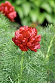 PAEONIA TENUIFOLIA FLORE PLENO