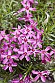 PHLOX SUBULATA ATROPURPUREA