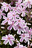 PHLOX SUBULATA CANDY STRIPE