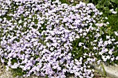 PHLOX SUBULATA EMERALD BLUE