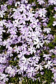 PHLOX SUBULATA EMERALD BLUE