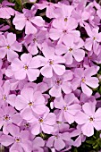 PHLOX SUBULATA EMERALD PINK