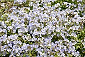 POLEMONIUM REPTANS BLUE PEARL