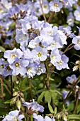 POLEMONIUM REPTANS BLUE PEARL