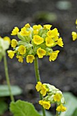 PRIMULA VERIS