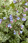 PULMONARIA OFFICINALE SISSINGHURST