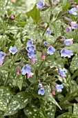 PULMONARIA OFFICINALE SISSINGHURST