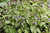 PULMONARIA OFFICINALE SISSINGHURST