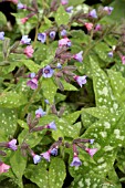 PULMONARIA SACCHARATA MARGERY FISH