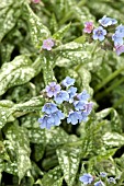 PULMONARIA TREVI FOUNTAIN