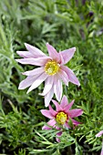 PULSATILLA VULGARIS DOUBLE FRILLS