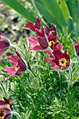 PULSATILLA VULGARIS ROTE GLOCKE