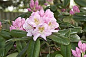 RHODODENDRON SCINTILLATION