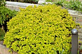 SPIRAEA JAPONICA DAKOTA GOLDCHARM