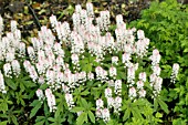 TIARELLA SPRING SYMPHONY