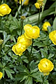 TROLLIUS EUROPAEUS J. SMITH