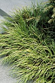 ACORUS GRAMINEUS OBOROZUKI,  YELLOW, LEAVES