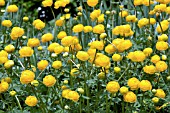 TROLLIUS GOLDEN QUEEN