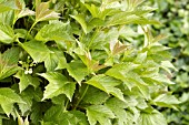 VIBURNUM TRILOBUM SPRING RED