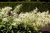 ARUNCUS DIOICUS