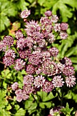 ASTRANTIA CARNICOLA RUBRA