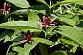 CALYCANTHUS FLORIDUS