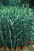 ARUNDO DONAX   ,  GIANT REED,  GRASS,  POACEAE