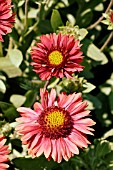 GAILLARDIA BURGUNDY