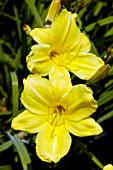 HEMEROCALLIS HAPPY RETURNS