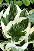 HOSTA MINUTEMAN