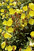 OENOTHERA FRUTICOSA FYRVERKERI (FIREWORKS)