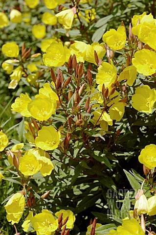 OENOTHERA_FRUTICOSA_FYRVERKERI_FIREWORKS