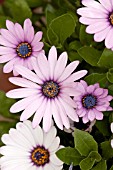 OSTEOSPERMUM HYBRID