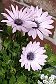 OSTEOSPERMUM HYBRID