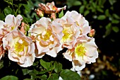 ROSA JAQUENETTA