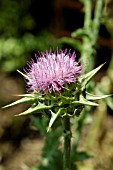 SILYBUM MARIANUM