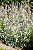 STACHYS BYZANTINA