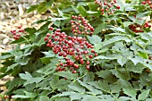 ACTAEA RUBRA,  RED BANEBERRY