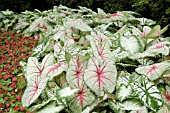 CALADIUM MIX,  WHITE QUEEN,  AARON,  CANDIDUM